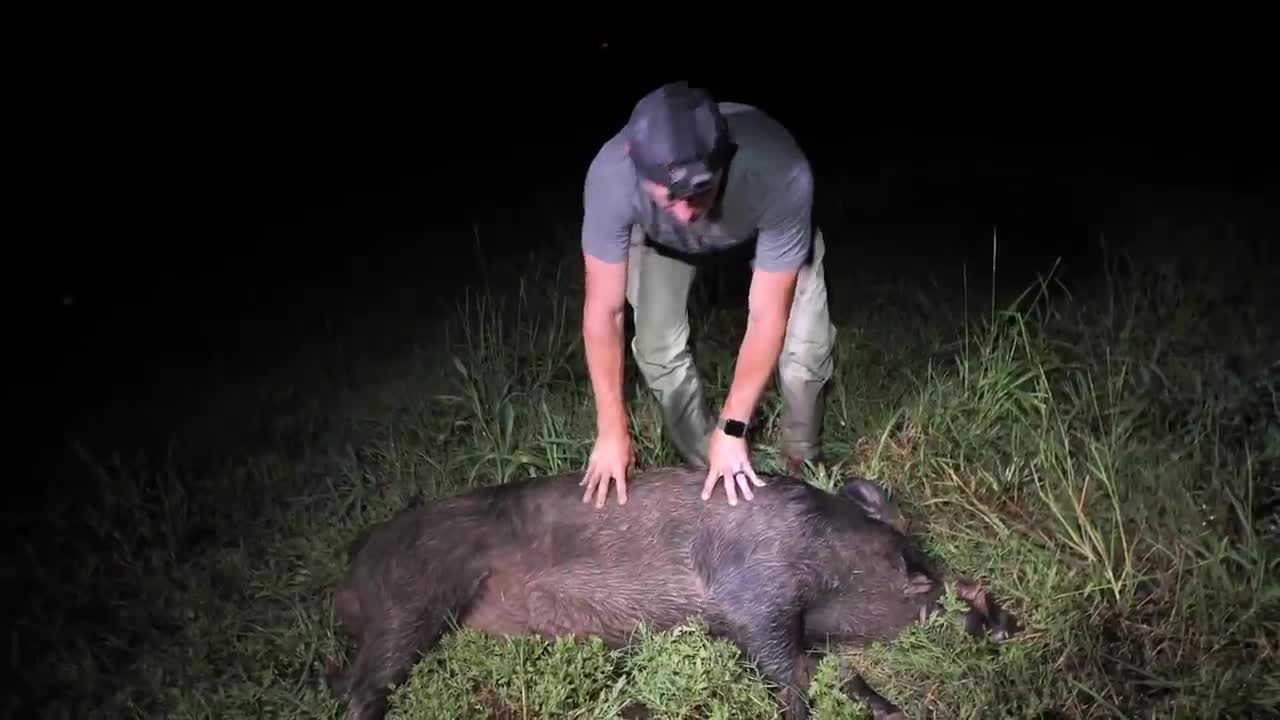 Hunting HUGE Feral Hogs on Farm Land