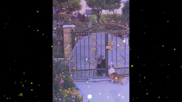 Cute and cuddly animals, pets ,Confused behavior of animals