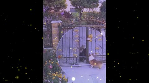 Cute and cuddly animals, pets ，Confused behavior of animals