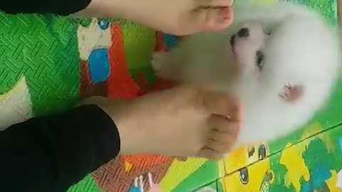 A cute puppy is trying to bite his foot.