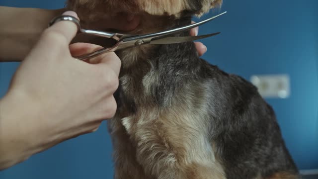 Watching a dog getting a haircut