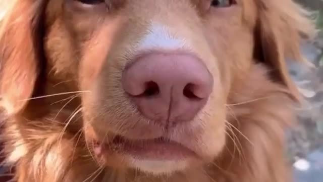 Butterfly over a dog's nose