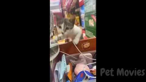 Cats + Dogs gone mad
