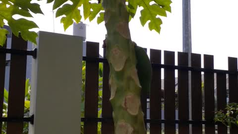 Papaya Tree