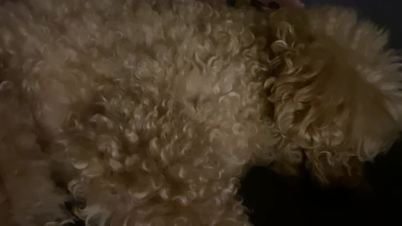 sleeping dog
