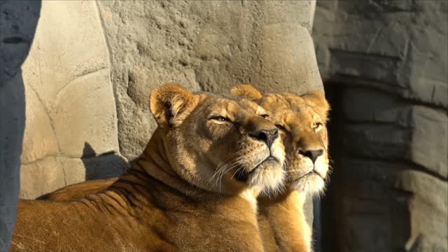 Lion roaring reaction