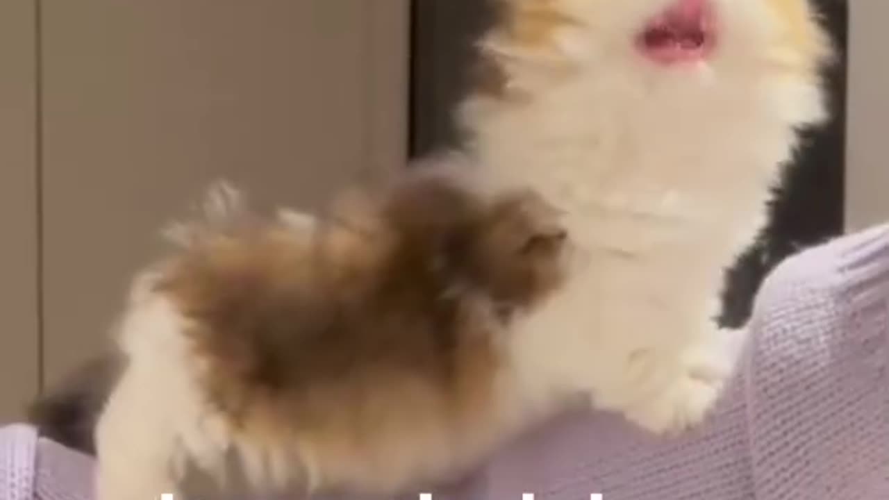 Funny and Cute Cats Videos #385