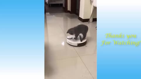 funny cat videosf