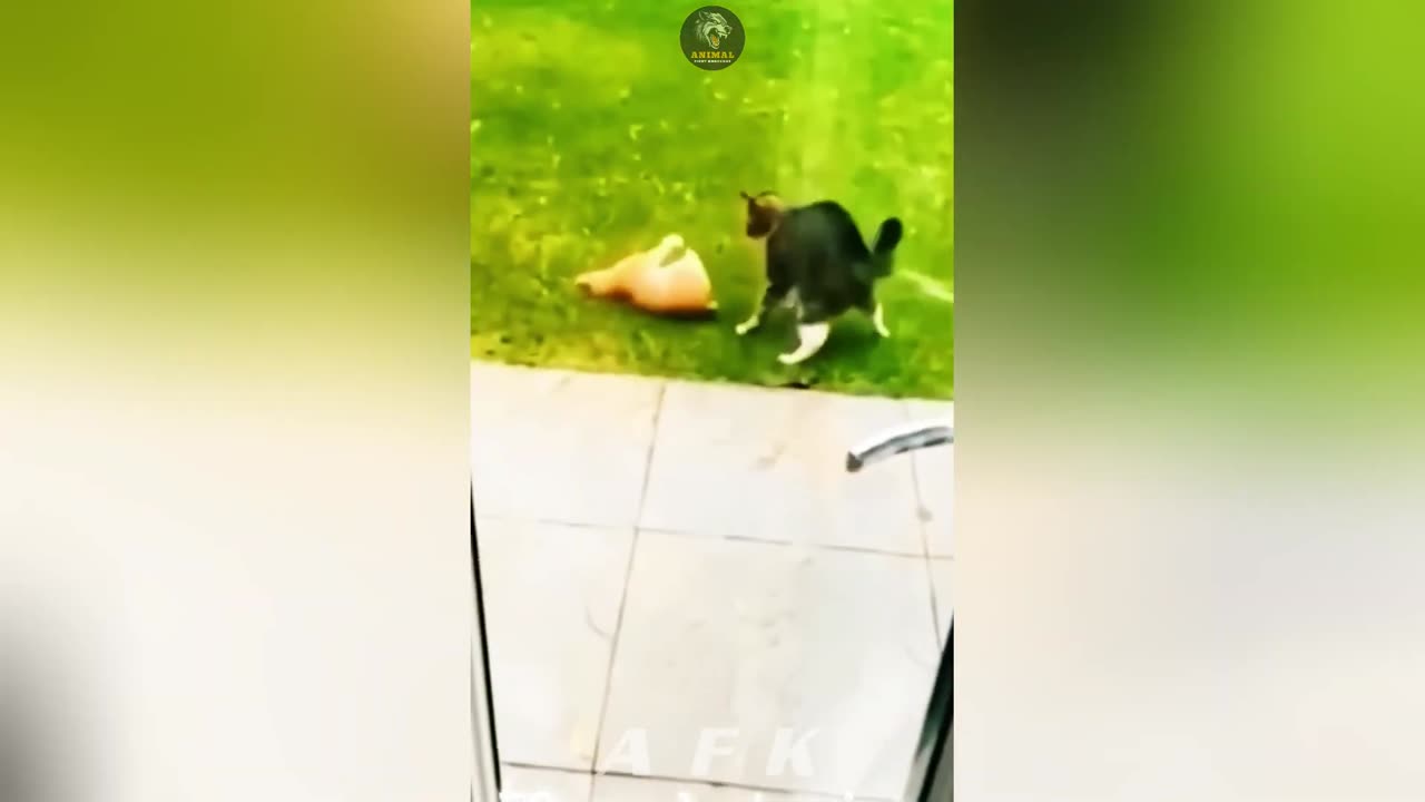Funny Animals videos 2024