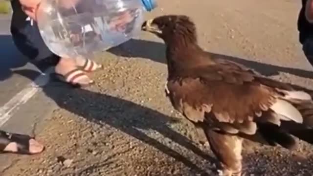 Man helps eagle drink water from bottle in viral video. Thank you, says Internet