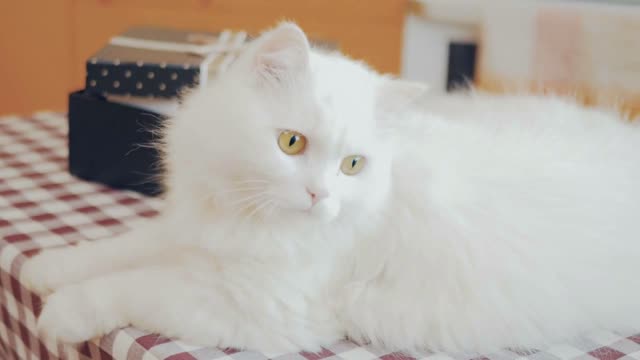 Charming fluffy cat