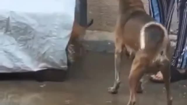 Lady makes a quick home for street dogs in the rain