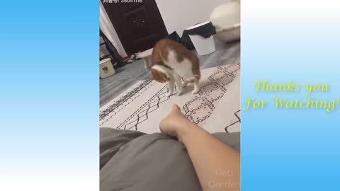Cute Cats And Funny Dogs