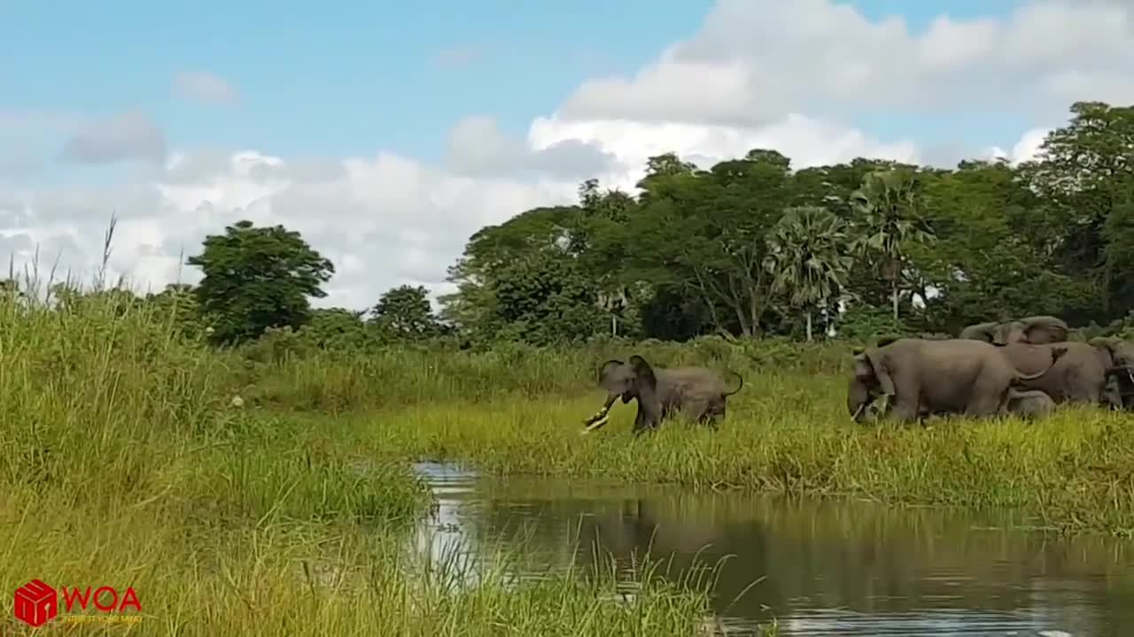 elephants saves baby elephant from crocodile