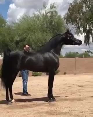 Trainer reviews the beauty of his horse