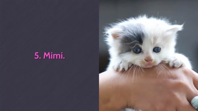 🐈 Cutest Cat Names - TOP 10 Cutest Cat Names For Male & Female!