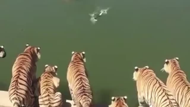 A group of tigers look at this duck and want to eat it