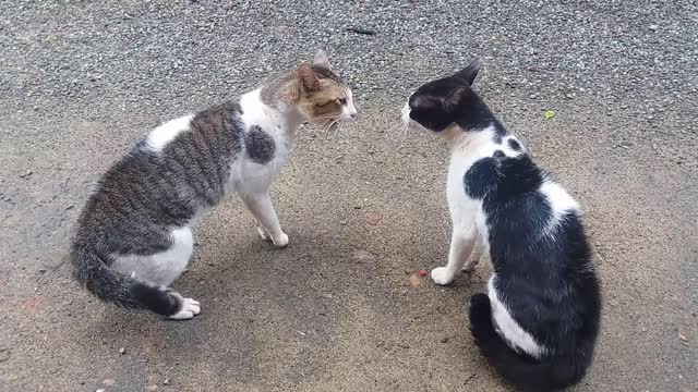 Cats Fighting Brutal 2022