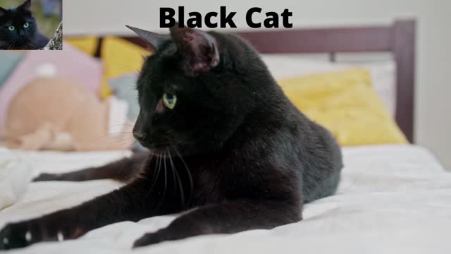 Black Cat 2022| #FunnyCo| Funny Animal