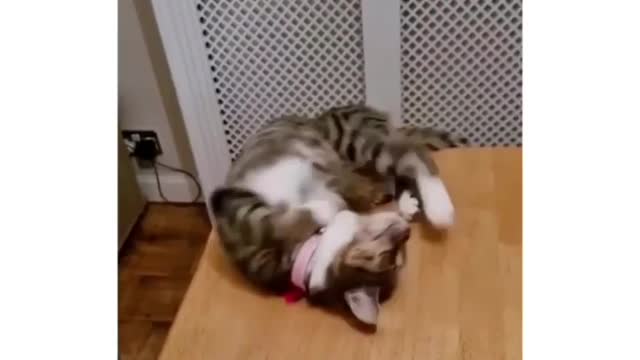 Funny cat falls