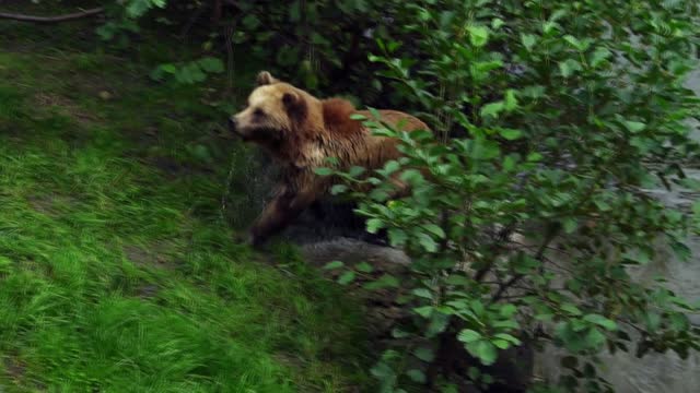 Wilde World - Wilde Animals - Brown Bear