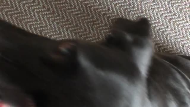 Doggo playing favorite game