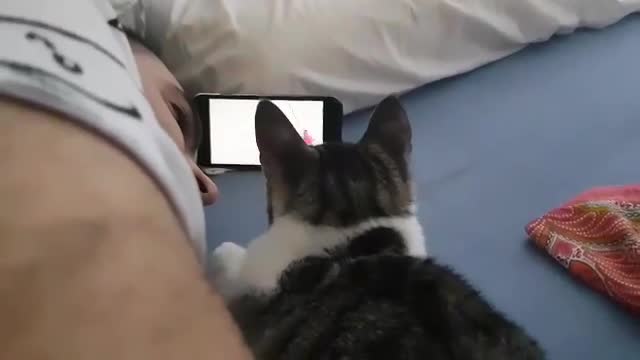 cat tries out cat-game