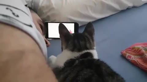 cat tries out cat-game