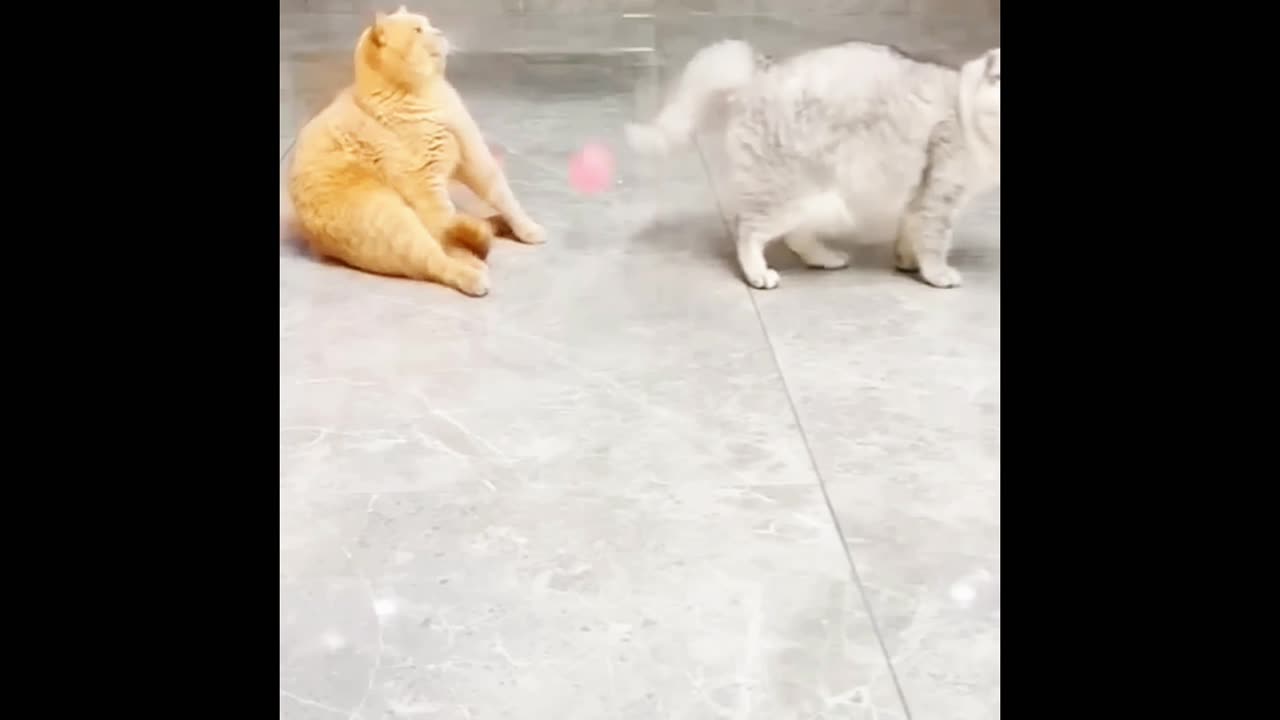 Cat playing with cat,# funny cat,# cat & cat,# cat Kick🥰.