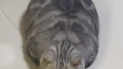 CHONKY CAT