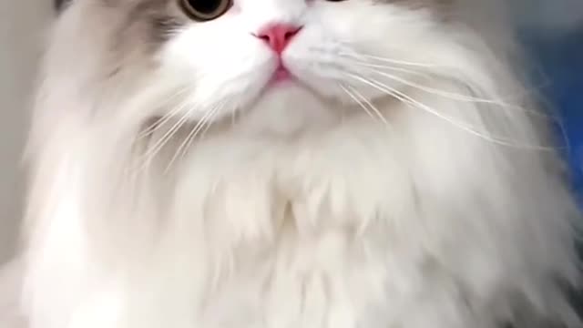 Cute cat