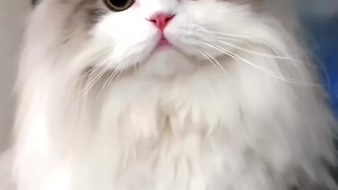 Cute cat