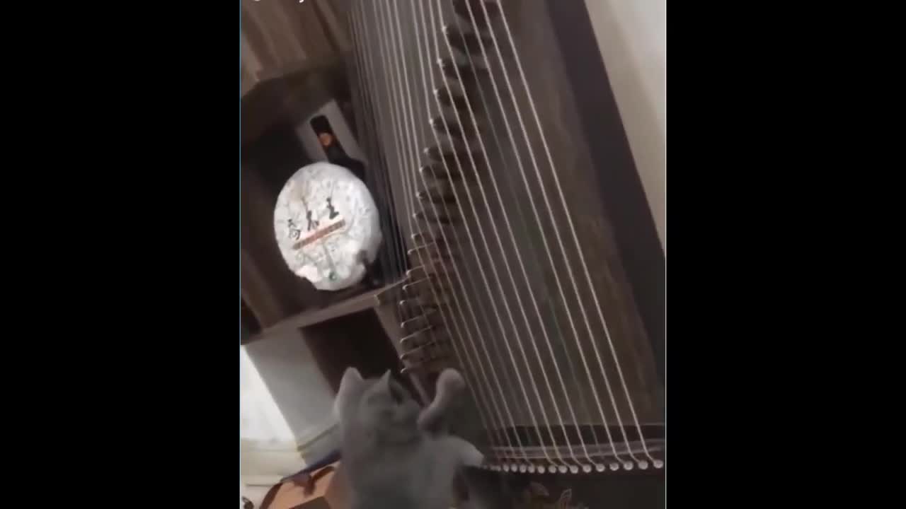 short funny cat