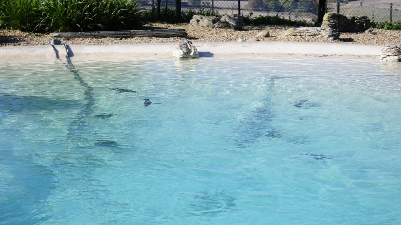 Penguin showing off its swimming skills