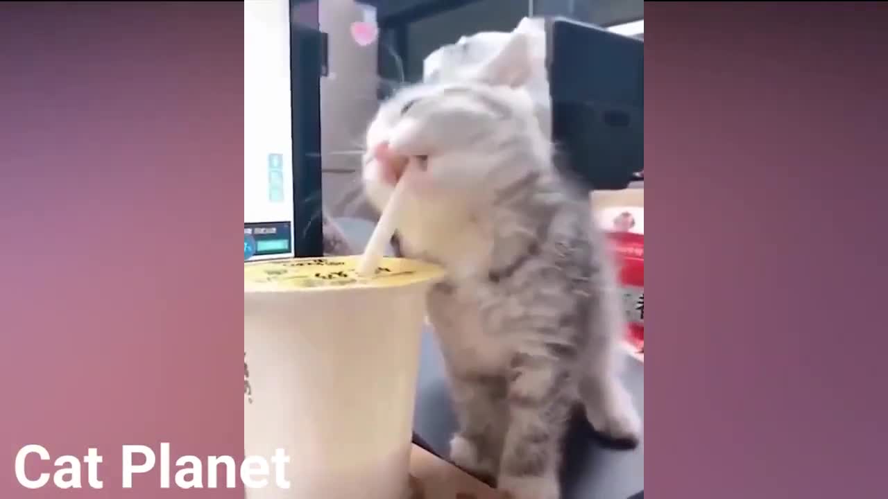 Ultra cute cats funniest moments. Don't miss this cuties.