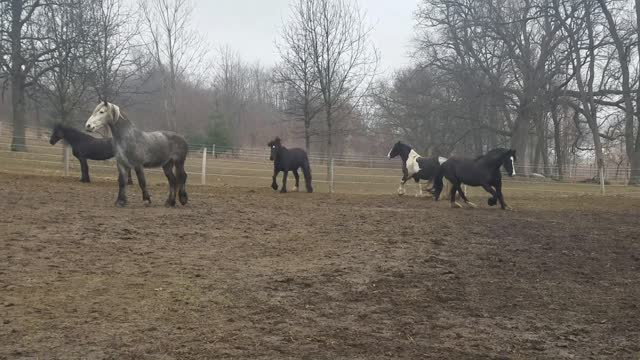 Majestic Horses Can't Hold Back Excitement For Breakfast