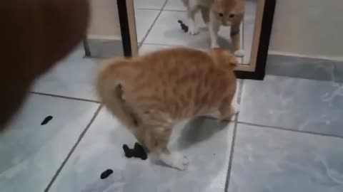 A cat shit