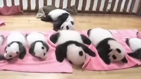 Sleeping panda bear cubs