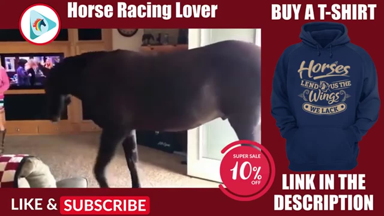 BEST FUNNY HORSE ! CUTE HORSE ! COMPILATION ! TRY NOT TO LAUGH !!!!