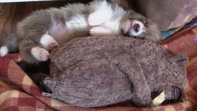 A cute puppy asleep like a log.