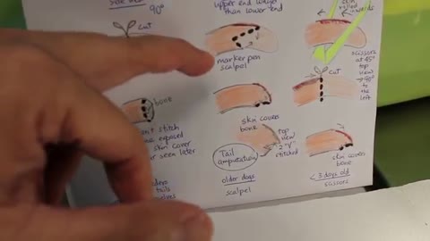 Tail docking and amputation