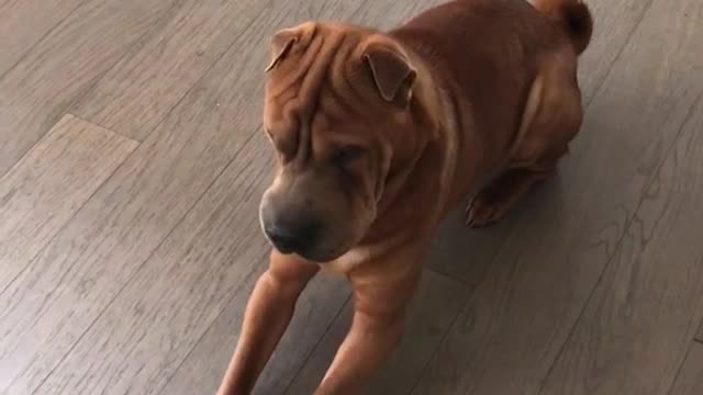 Brown dog trying to jump on trampoline falls down