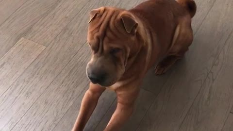 Brown dog trying to jump on trampoline falls down