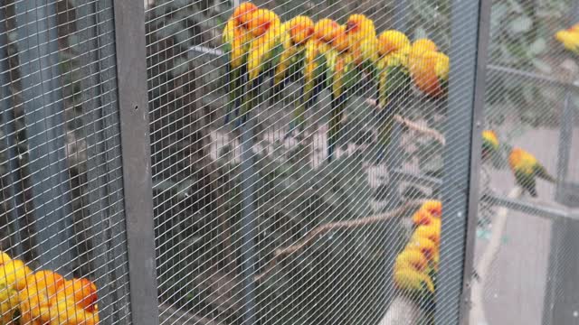 Birds gathered in a cage