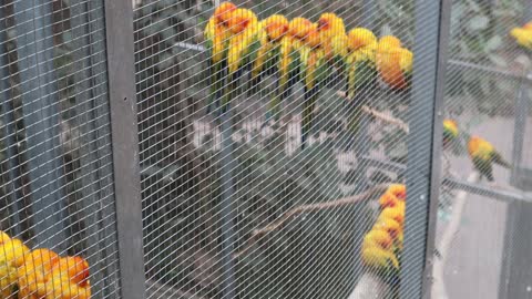 Birds gathered in a cage