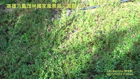 20211214 高雄六龜茂林國家風景區 - 賞蝶