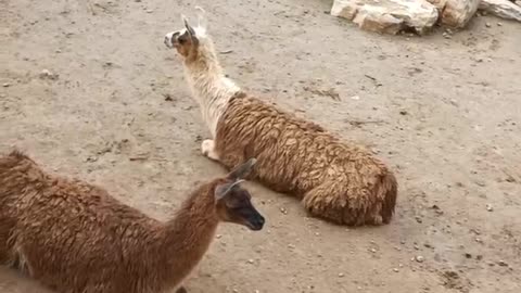 goat on lunch break