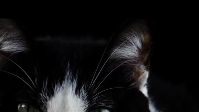Cute cat saying something