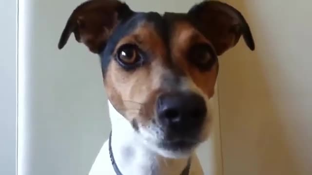 (Funny Dog Video Compilation) Smarty Dogs #funnydog #shorts