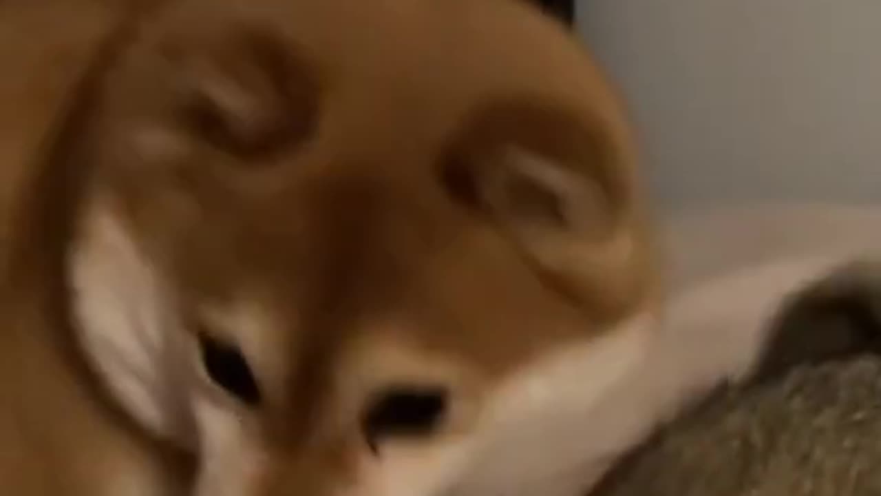 A Heartwarming Moment Between Dog and Cat cute